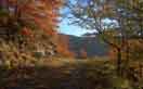 Foresta Sant'Antonio - Reggello